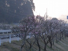 20110308-IMG_4341.jpg
