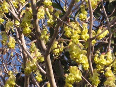 20110315-IMG_4347.jpg