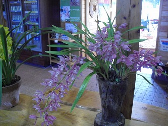 20120314-CIMG5597.jpg