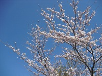 20120404-CIMG5813.jpg