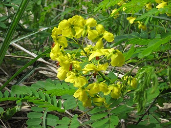 20120511-IMG_4544.jpg