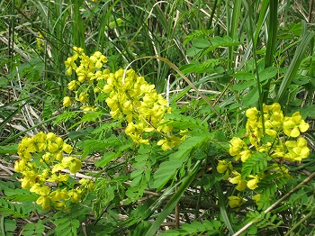 20120511-IMG_4545.jpg