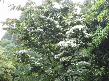 20120604-IMG_5588.jpg