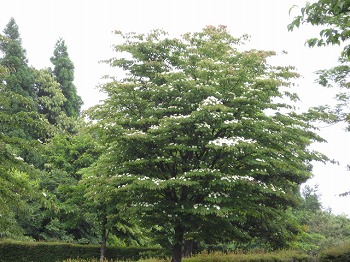 20120604-IMG_5591.jpg