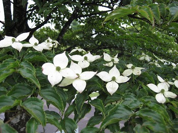 20120604-IMG_5592.jpg