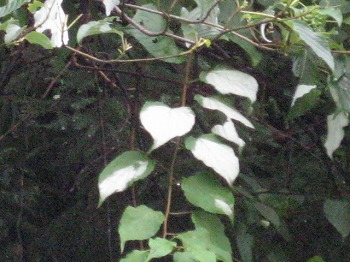 20120628-IMG_5682.jpg