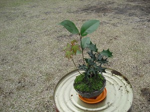 20130323-CIMG7791.jpg