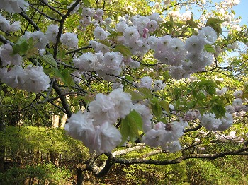 20130412-IMG_0739.jpg