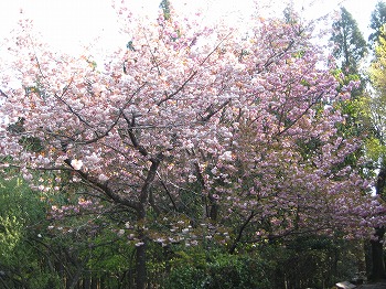 20130412-IMG_0744.jpg