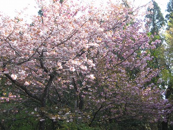 20130412-IMG_0746.jpg