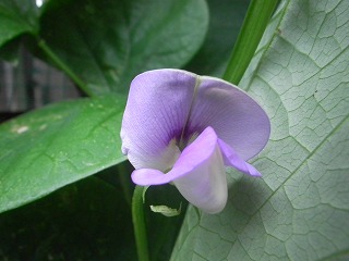 20130610-030.jpg