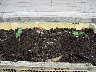 20130610-CIMG8565.jpg