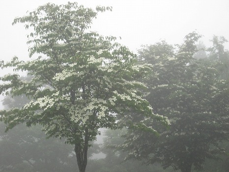 20130611-IMG_0826.jpg