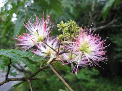 20130701-IMG_0838.jpg