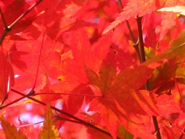 20131112-IMG_9080.jpg