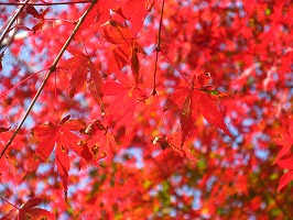 20131112-IMG_9082.jpg