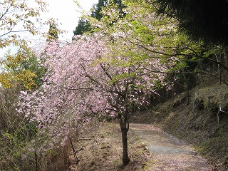 20140405-IMG_1305.jpg