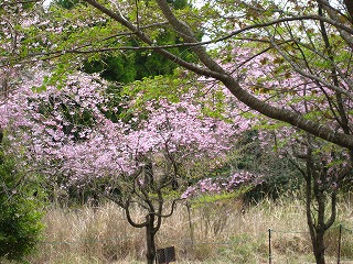 20140405-IMG_1307.jpg