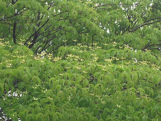20140512-CIMG0431.jpg