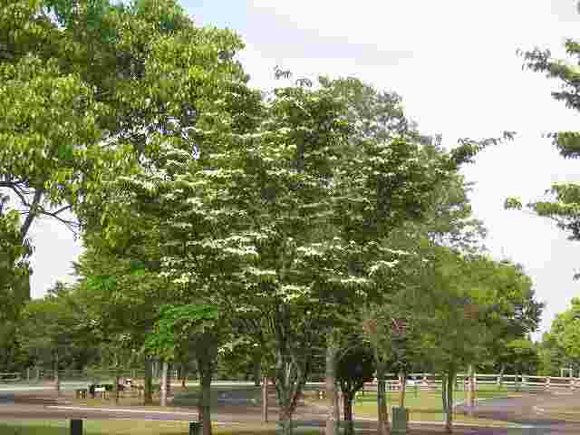 20140529-019.jpg