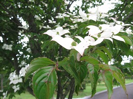 20140605-IMG_5331.jpg