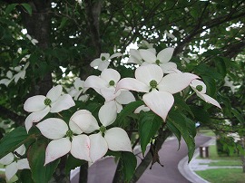20140605-IMG_5332.jpg
