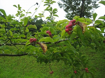 20140907-IMG_1635.jpg