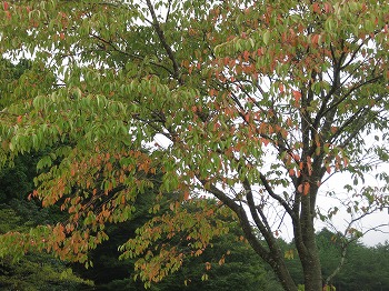 20140907-IMG_1636.jpg