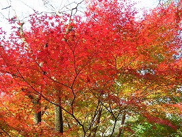 20141107-IMG_9076.jpg