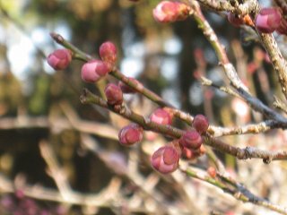 20150213-036.jpg
