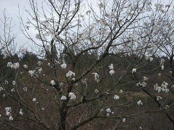 20150401-IMG_2198.jpg
