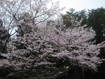 20150401-IMG_2203.jpg