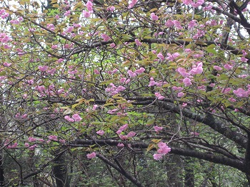 20150411-IMG_2249.jpg
