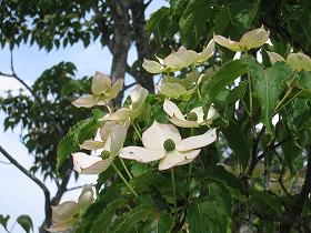 20150522-020.jpg