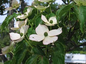20150522-021.jpg