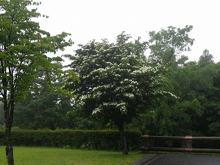 20150608-RIMG1633.jpg