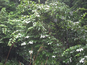 20150626-IMG_2508.jpg