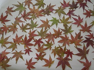 20151030-057.jpg