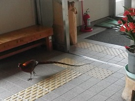 20160408-032.jpg