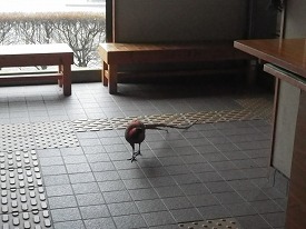 20160408-033.jpg