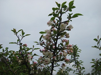 20160409-IMG_0326.jpg