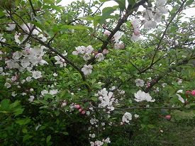 20160522-037.jpg