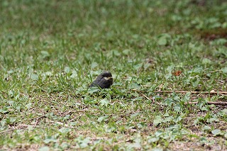 20160530-3.jpg