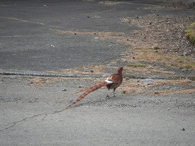 20160611-007.jpg