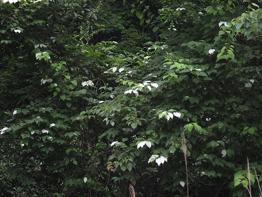 20160612-IMG_1499.jpg