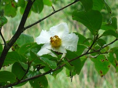 20160621-IMG_5830.jpg