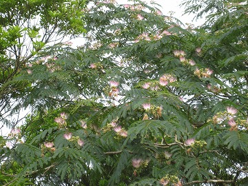 20160707-IMG_0600.jpg