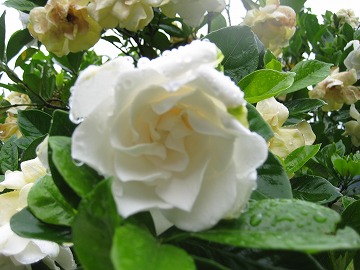 20160710-IMG_0602.jpg
