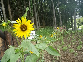 20160806-171.jpg