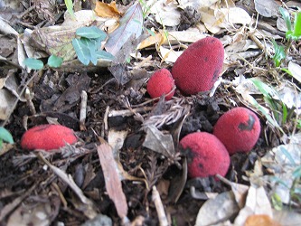 20161123-IMG_0862.jpg
